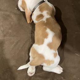 Basset Hound Puppies from Terry Farms