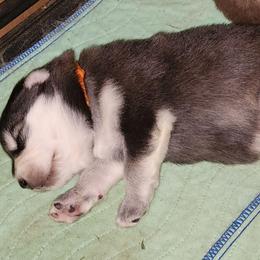 Girl 1 'Lilith' orange collar - Black and white female Alaskan Malamute puppy in Grayson County, Virginia from River Bend Malamutes