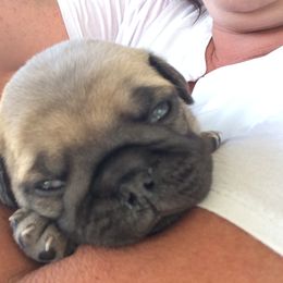 Pug Puppies from House of Briggs Pugs