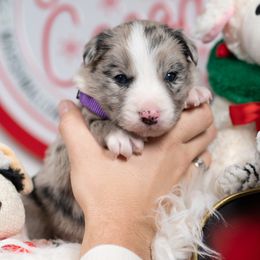 Frosthelm - Blue merle male Border Collie puppy in Conway, Missouri from 2J 2K Border Collies | Maremma Sheepdogs