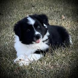Blitzen - Black & white male Australian Shepherd puppy in Greencastle, Pennsylvania from Eileensaussies