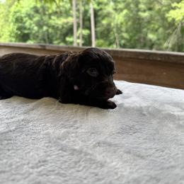 Violet Collar - Chocolate female Boykin Spaniel puppy in Comer, Georgia from Weavers Kennels