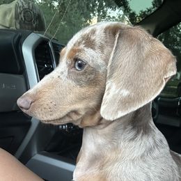 Tex - Dachshund