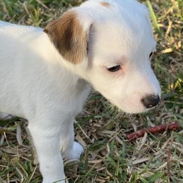 Girl - Stormy - Russell Terrier puppy in Englewood, Florida from Manasota Key Jack Russells