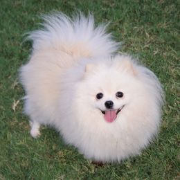 Juliette - Pomeranian