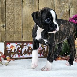 Oreo - Brindle Boxer puppy in Cove, Oregon from Luna Ray Boxers