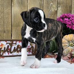 Oreo - Brindle Boxer puppy in Cove, Oregon from Luna Ray Boxers