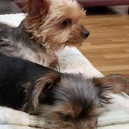 Yorkshire Terriers from Golden Oldies