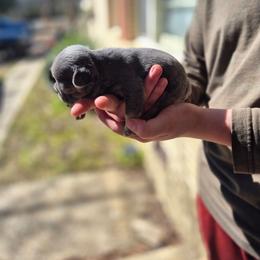 Big Ounce - Blue fawn male French Bulldog puppy in Alexander City, Alabama from Lake Martin Fancy Frenchies