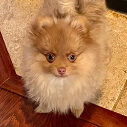 Raya - Beaver female Pomeranian puppy in Bentonville, Arkansas from Hummingbird & Fox