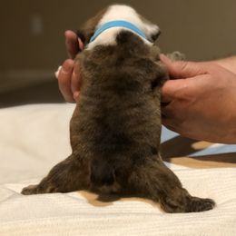 English Bulldog Puppies from Ruza's Bulldogs