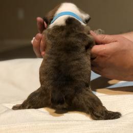 English Bulldog Puppies from Ruza's Bulldogs