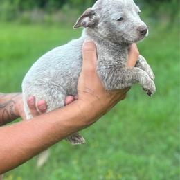 Boone - Blue male Australian Cattle Dog puppy in Timpson, Texas from Double S Kennel