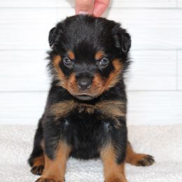 Red girl - Black and mahogany female Rottweiler puppy in Auburn, California from Vom Haus Flores