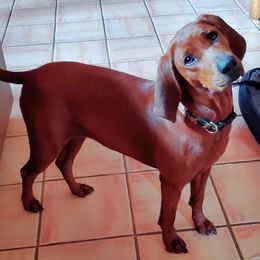 Redbone Coonhound Puppies from Dark Trail Redbones