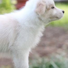 Australian Shepherds and Border Collies from Spotlights Australian shepherds and Border collies