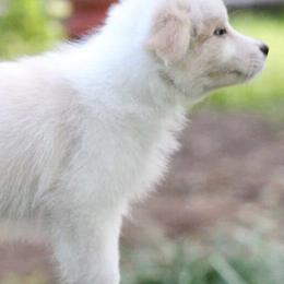 Australian Shepherds and Border Collies from Spotlights Australian shepherds and Border collies