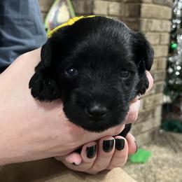 Joy - Black female Miniature Schnauzer puppy in Dawson, Georgia from Faith Farm Miniature Schnauzers