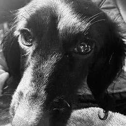 Jet - Dachshund