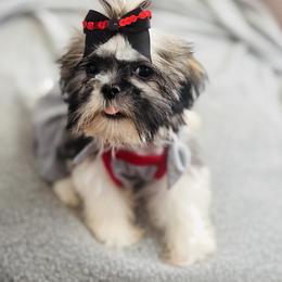 Shih Tzu Puppies from Lil Cuties Shih Tzu Parlor