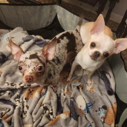 Chihuahua puppies from Cosmic Country Chihuahuas