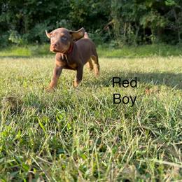 Red Boy - Red and rust male Doberman Pinscher puppy in Knox, Indiana from Double River Dobermans