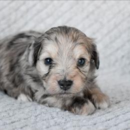 Tommy - Merle male Cockapoo puppy in Ellensburg, Washington from Dawn to Dusk Cockapoos