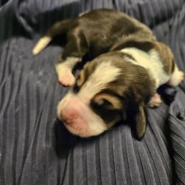 Basset Hound Puppies from The Basset Family