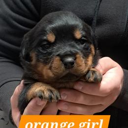 Girl 2 - Black and mahogany female Rottweiler puppy in De Witt, Iowa from Irish Eyes Kennels