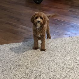 Luna - Cavapoo