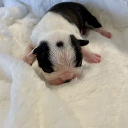 Girl 3 - Boston Terrier puppy in George West, Texas from Duke of Earl’s Boston Terriers