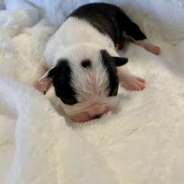 Girl 3 - Boston Terrier puppy in George West, Texas from Duke of Earl’s Boston Terriers
