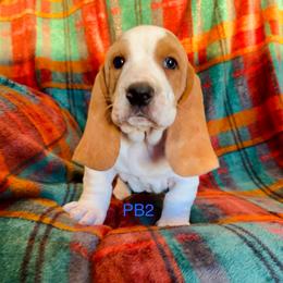 PB2 - Red and white male Basset Hound puppy in Britton, South Dakota from K&S Canines