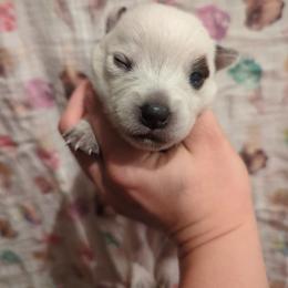 Cricket - Red mottled male Australian Cattle Dog puppy in Tulsa, Arkansas from Red Desert Australian Cattle Dogs