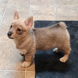 Berkano - Gray female Swedish Vallhund puppy in Ellensburg, Washington from Faery Mount Farm