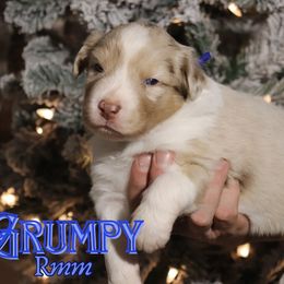 Grumpy - Red merle male Australian Shepherd puppy in Keytesville, Missouri from Dogwood Lane Canine