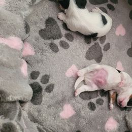 Biewer Terrier Puppies from Hearts n Paws