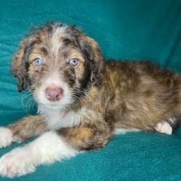 Boy 3 - Red male Aussiedoodle puppy in Alabama from SBA Aussies