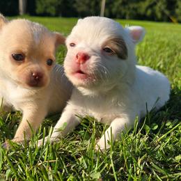 Skittles - Chocolate and white female Chihuahua puppy in Amity, Pennsylvania from Baxters Chihuahuas