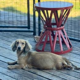 Sunny - Dachshund
