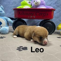 Leo - Red male Pembroke Welsh Corgi puppy in Apison, Tennessee from Ashmore Corgis