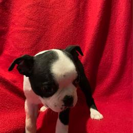 Speckles - Black and white male Boston Terrier puppy in Mc Donough, Georgia from Boston Babies