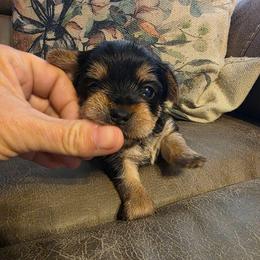 Katie (Light Pink) - Black and tan female Yorkshire Terrier puppy in Fayetteville, Tennessee from Mina's Yorkies