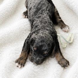 Heaven - Phantom female Poodle puppy in Washington, Pennsylvania from Patriotic Poodles