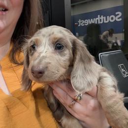 Dachshund Puppies from Az's B&B Doxies