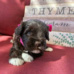 Basil - Liver female Miniature Schnauzer puppy in Hemet, California from Journee Home Mini Schnauzers