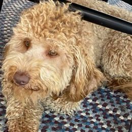 Goldendoodles and Pomskies from Hill Top Pomskies