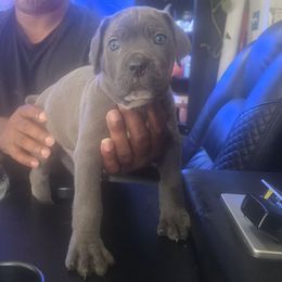 Blue 2 - Gray male Cane Corso puppy in Jacksonville, Florida from Fleming Cane Corso's