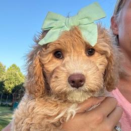 REDUCED - Nirvana - Apricot female Australian Labradoodle puppy in Harrisonville, Missouri from Blessed Day Doodles