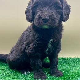 Rabbit - Chocolate male Goldendoodle puppy in Hendersonville, North Carolina from Kim's Cove
